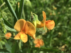 Lathyrus hierosolymitanus