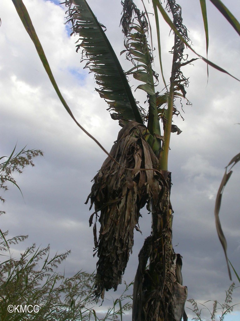 Ensete perrieri
