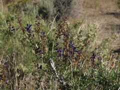 Psorothamnus arborescens minutifolius