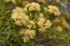 Baccharis vernalis