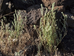 Cryptantha barbigera