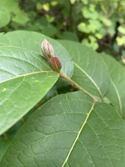 Diospyros virginiana
