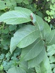 Diospyros virginiana