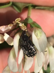 Oxythyrea noemi
