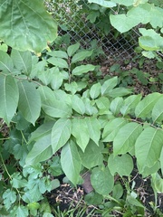 Diospyros virginiana