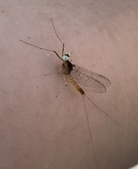 Maccaffertium pulchellum