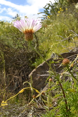 Plectocephalus chilensis