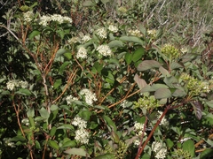 Cornus sericea sericea