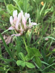 Trifolium clypeatum