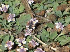 Triepeolus subnitens