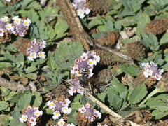 Triepeolus subnitens