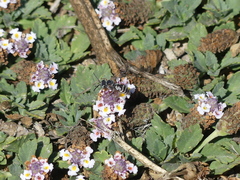 Triepeolus subnitens