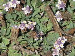 Triepeolus subnitens