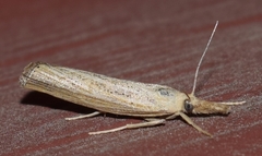Pediasia dorsipunctellus