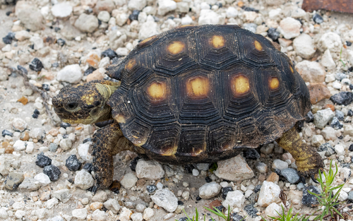 Texas (Gopher )Tortoise, Gopherus berlandieri