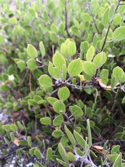 Arctostaphylos hookeri