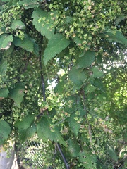 Plagianthus regius