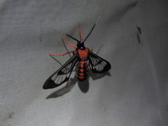 Cosmosoma sectinota