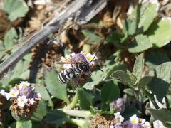 Triepeolus subnitens
