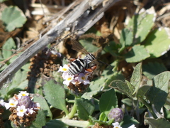 Triepeolus subnitens