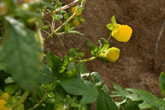 Calceolaria collina