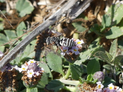 Triepeolus subnitens