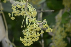 Urera caracasana