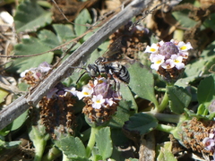 Triepeolus subnitens