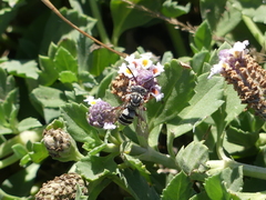 Triepeolus subnitens