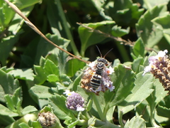 Triepeolus subnitens