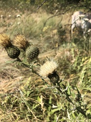 Cirsium brevifolium