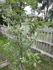 Malus