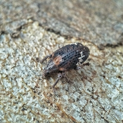 Oxyops fasciatus