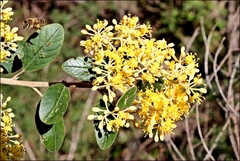 Pomaderris aurea
