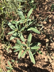Euphorbia exstipulata