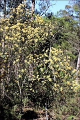 Pomaderris aurea