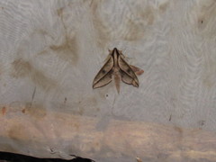 Xylophanes acrus