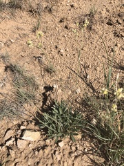 Eriogonum lachnogynum