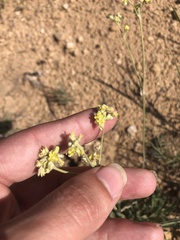 Eriogonum lachnogynum