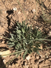 Eriogonum lachnogynum