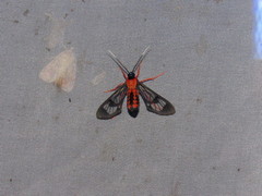 Cosmosoma sectinota