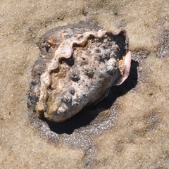 Saccostrea glomerata