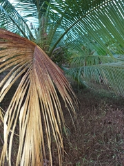 Phytoplasma palmae