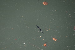 Hyporhamphus