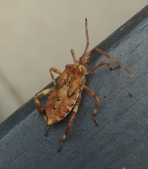 Leptoglossus occidentalis