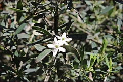 Philotheca trachyphylla