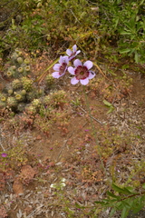 Leucocoryne purpurea