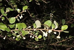 Philotheca trachyphylla