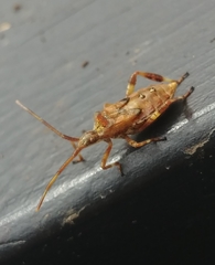 Leptoglossus occidentalis
