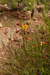 Erythrostemon angulatus